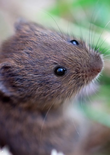 Vole