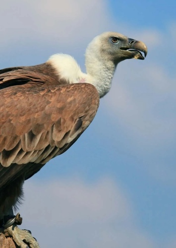 Vulture