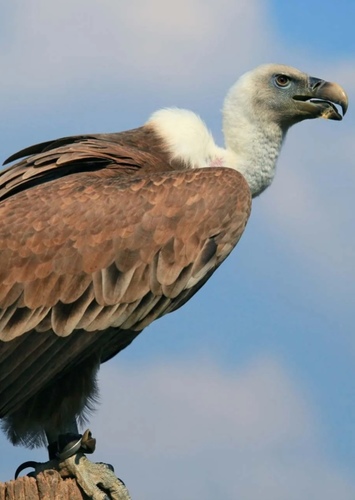 Vulture