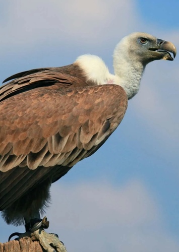 Vulture