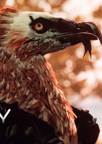 Vulture