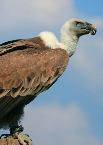 Vulture
