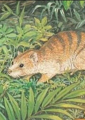 Wabulacinus