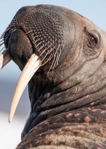 Walrus