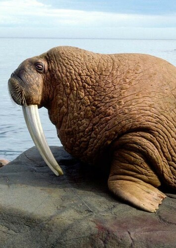 Walrus