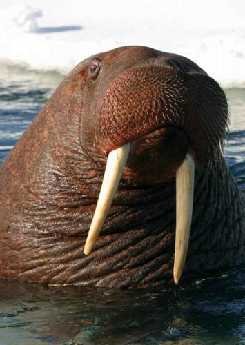 Walrus