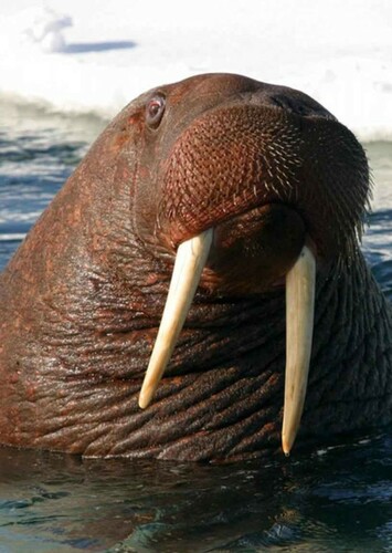 Walrus