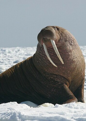 Walrus