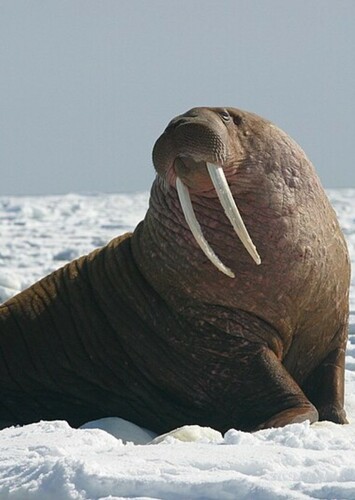 Walrus