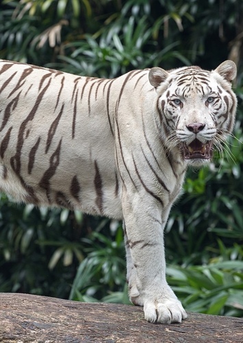 Walter the White Tiger