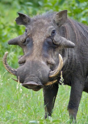 Warthog
