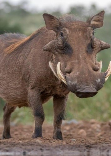 Warthog
