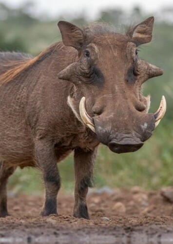 Warthog
