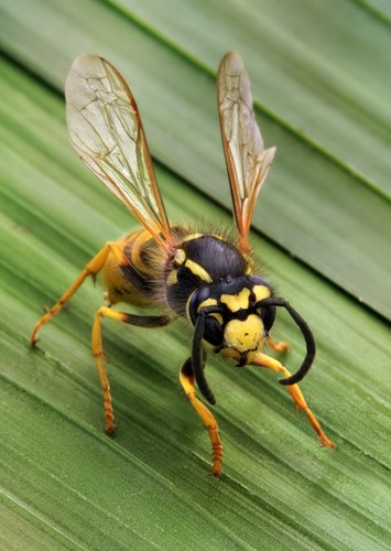 Wasps