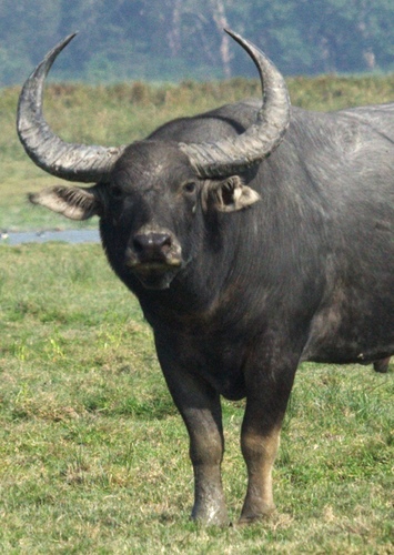Water Buffalo