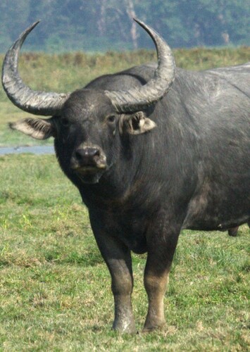 Water Buffalo