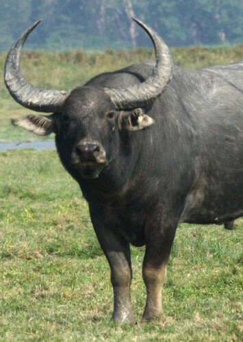 Water Buffalo