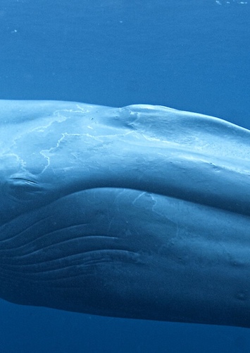 Wayne the Blue Whale