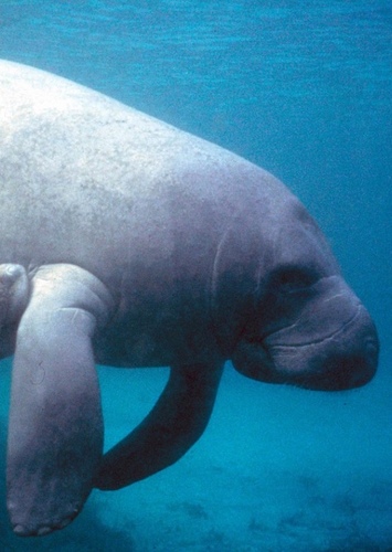 West Indian Manatee