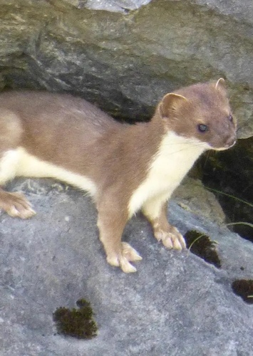 Weasel