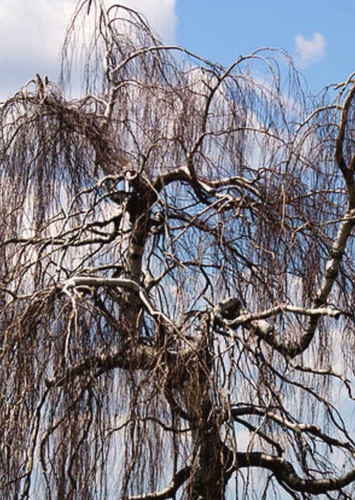 Weeping Willow
