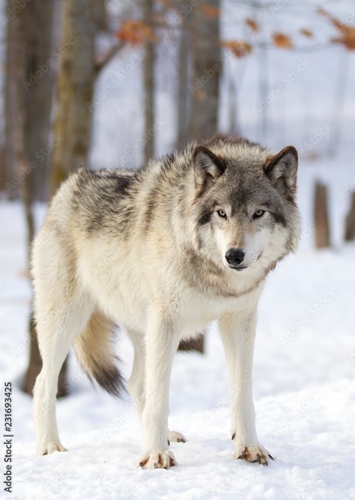 Werewolves