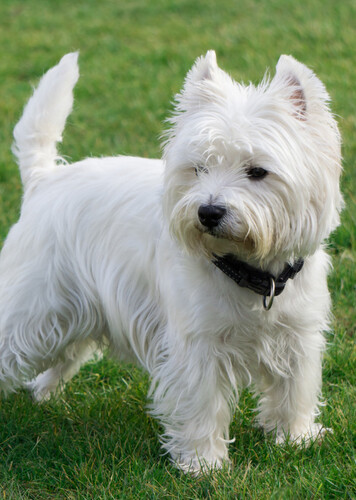 West Highland White Terrier