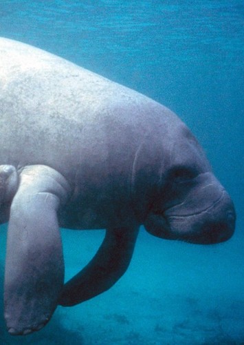 West Indian Manatee