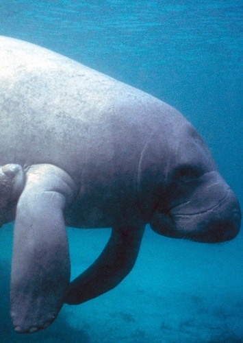 West Indian Manatee