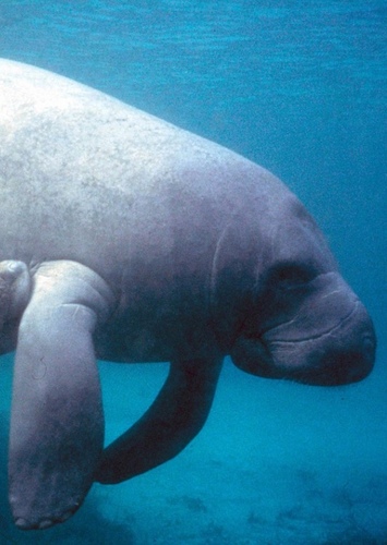 West Indian Manatee