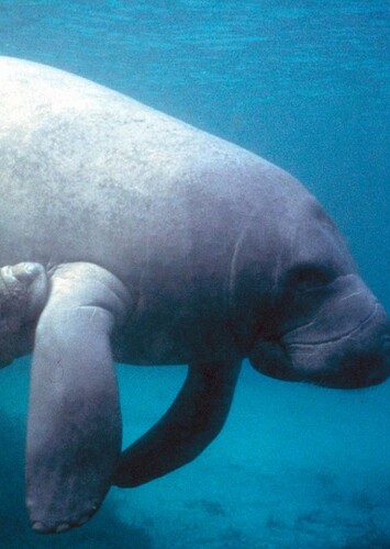 West Indian Manatee