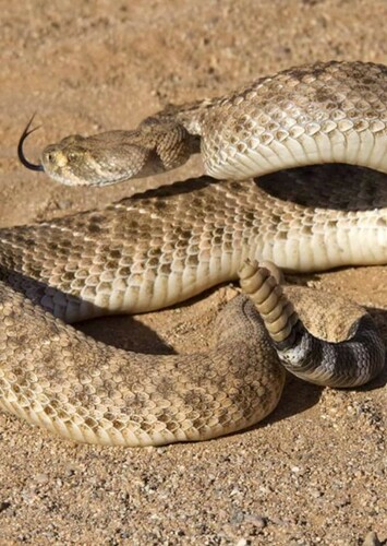 Western diamondback rattlesnake