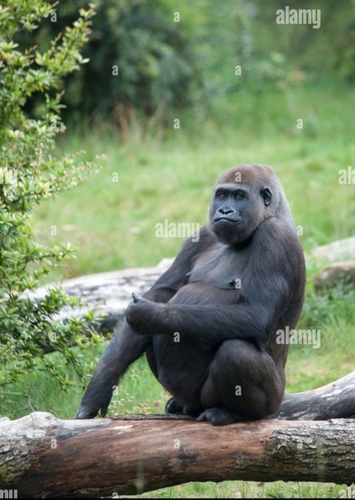 Western Lowland Gorilla