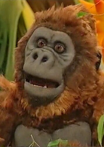 Western lowland gorilla