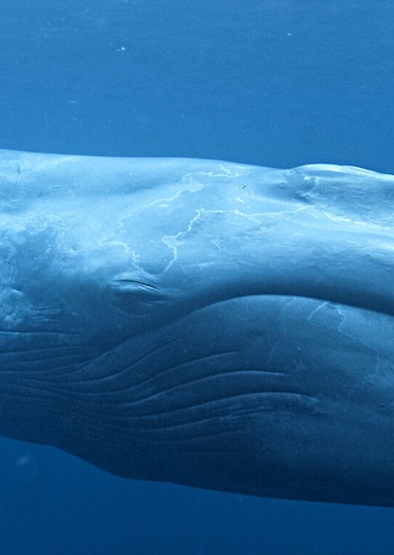 Whale