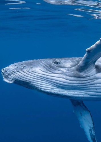 Whale