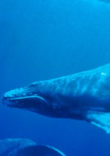Whale