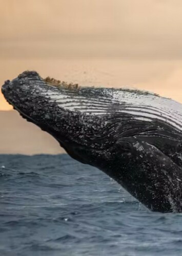 Whale