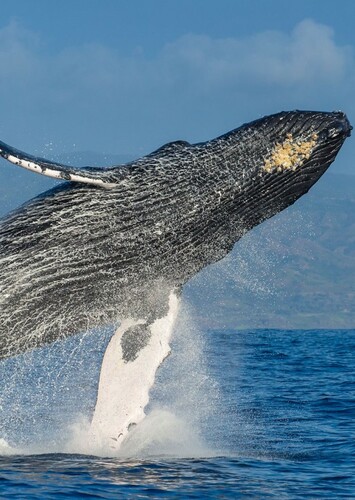 Whale