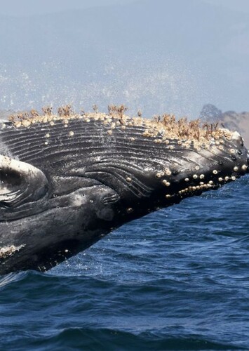 Whale