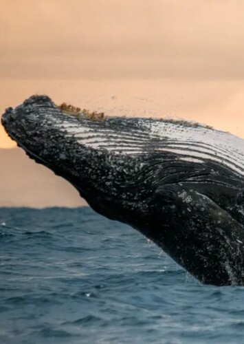 Whale