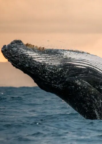Whale