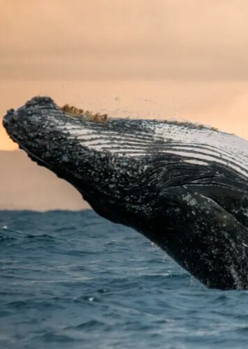 Whale