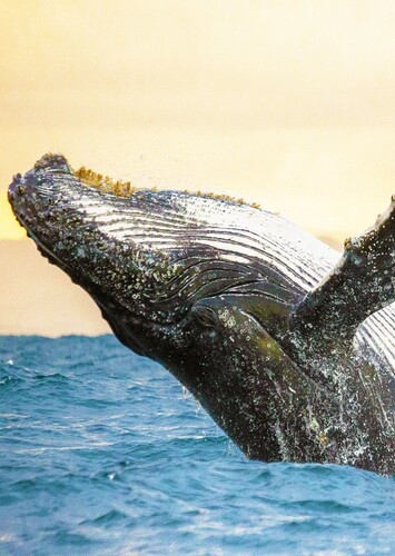 Whale