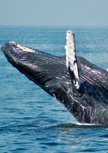 Whale