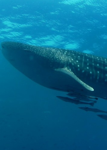 Whale shark