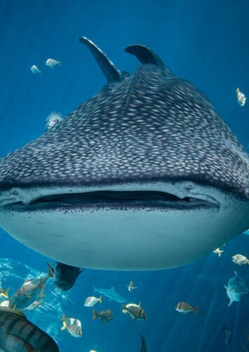 Whale Shark