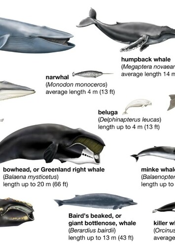 Whales