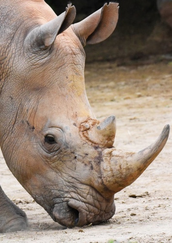 White Rhino