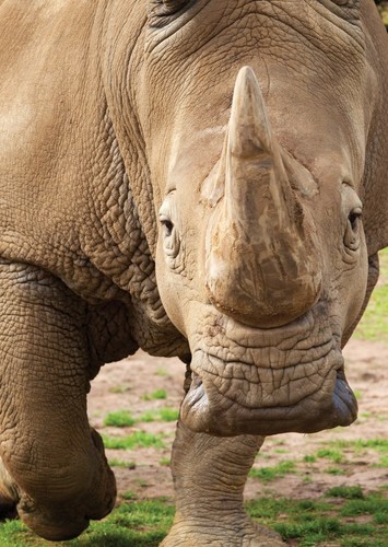 White Rhino